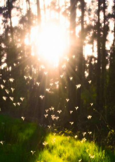 על הניסים ועל האשליות